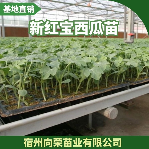宿州 新红宝西瓜苗 无籽西瓜 抗病性强，基地直销欢迎选购