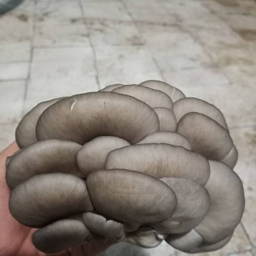 临清市蘑菇  大量平菇