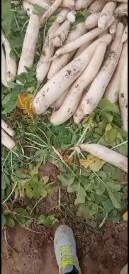 寿阳县长美大萝卜 混装通货 
