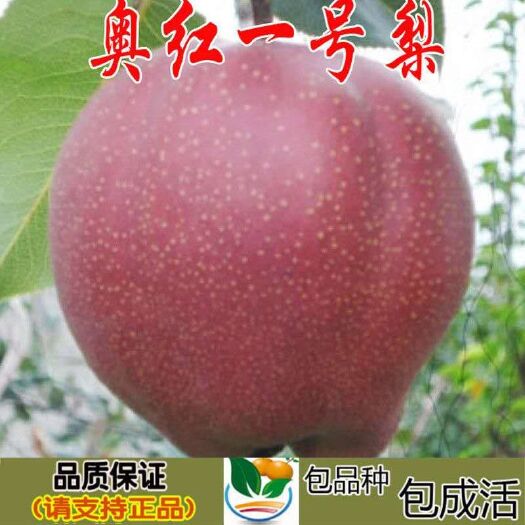平邑县奥红一号梨树苗 红梨苗包结果 基地发货丰产高南北方都可以种
