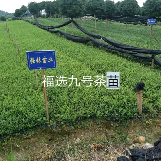 雅安奶白茶福选九号名选131中茶108  福鼎大白茶苗名选131