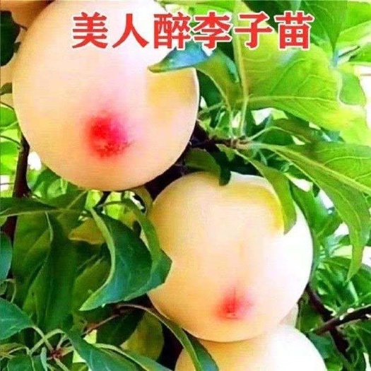 平邑县红美人李子苗 美人醉李子苗保品种保质量自产自销丰产口感好