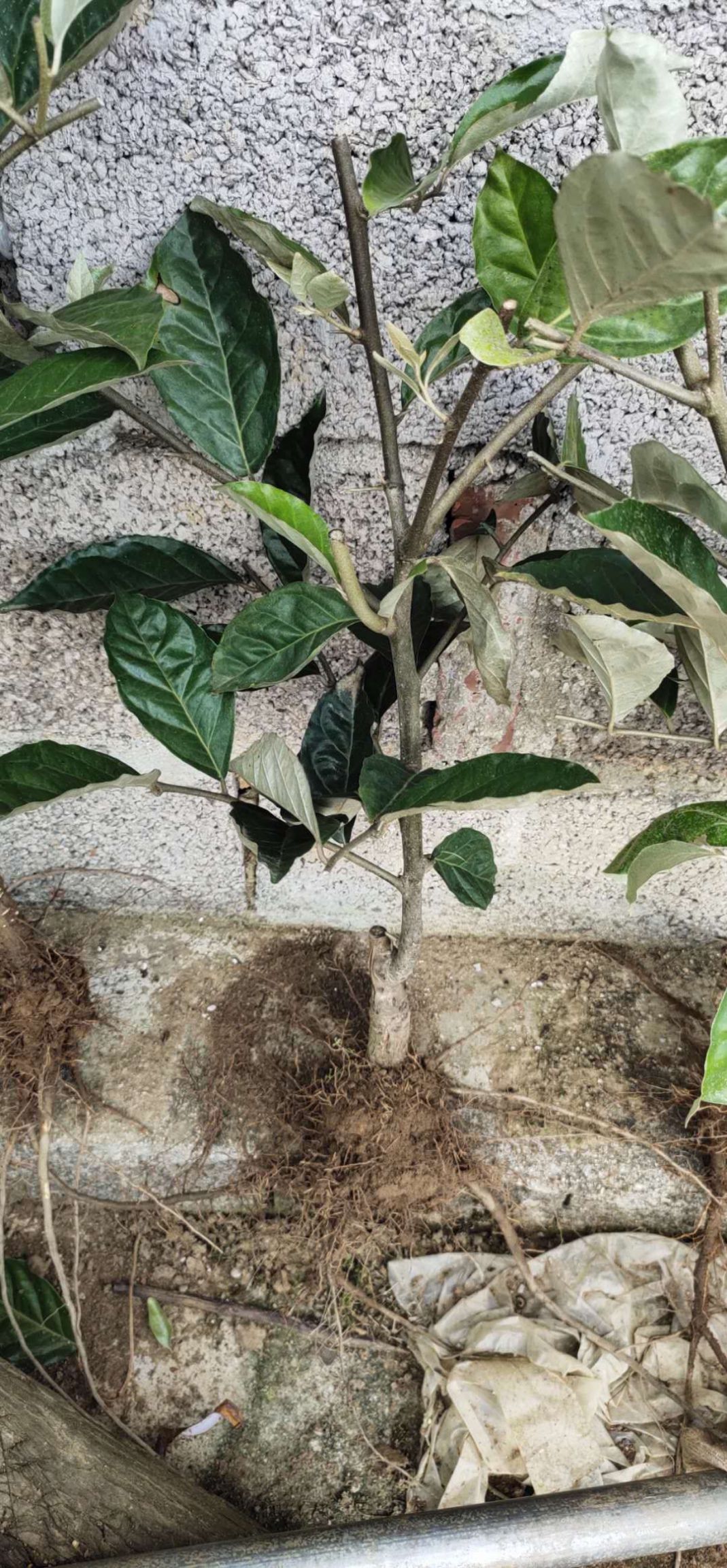 羊奶果苗  优质纯甜无酸型羊奶果