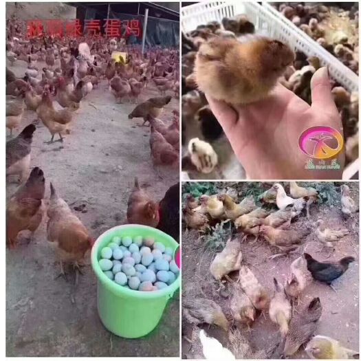 广州黄羽高产蛋鸡苗 麻羽高产绿壳蛋鸡苗
