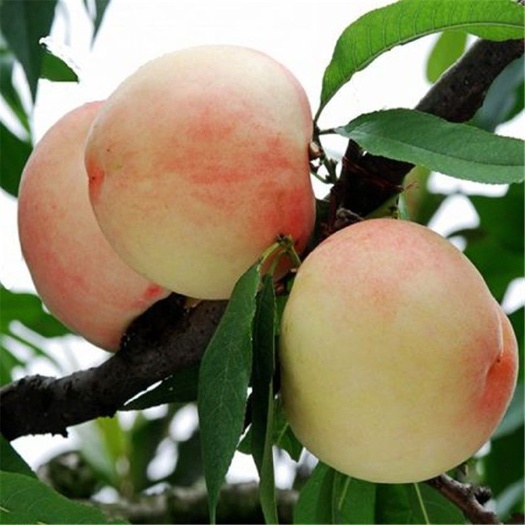 平邑县水蜜桃苗  嫁接水蜜桃树 黑桃苗 苗大甜脆当年挂果保品种早熟基地直发