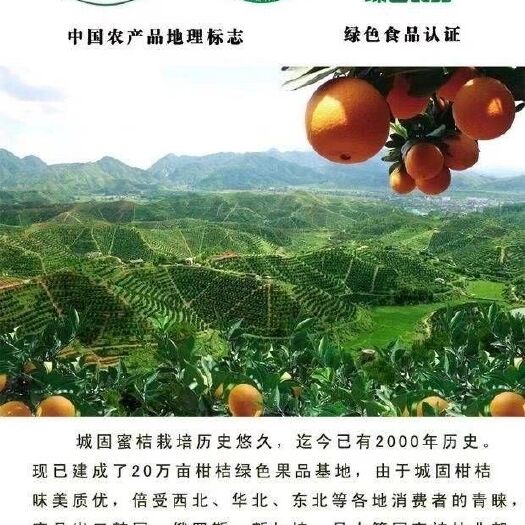 城固县城固蜜橘  城固升仙蜜橘核心产区