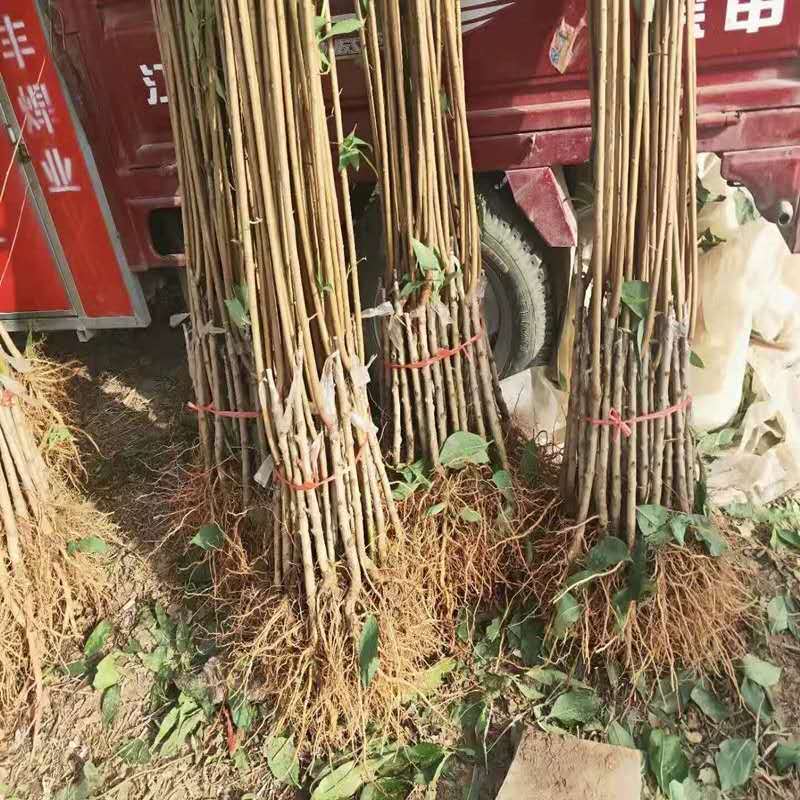 红心李子苗  红心李子树苗 脆甜李树苗基地现挖现发保证真苗当年结果量大价优