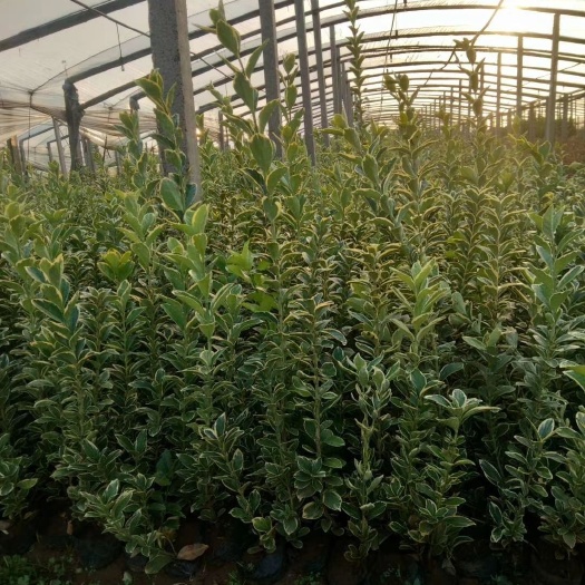 青州市金边黄杨种植基地