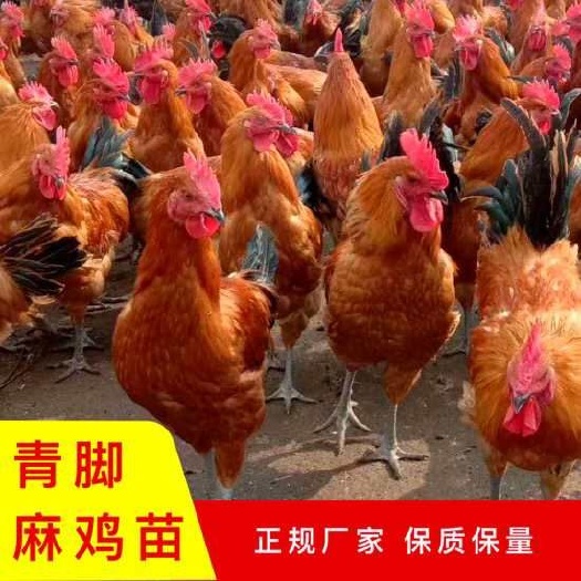 建湖县麻鸡苗 公