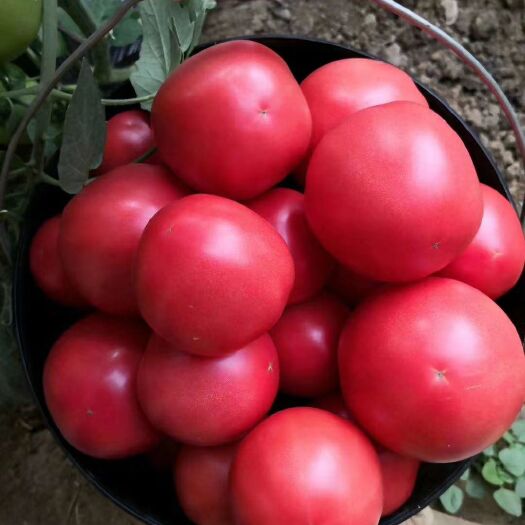 硬粉番茄种子  越冬早春露地秋延，粉果，综合抗病性强，耐裂果