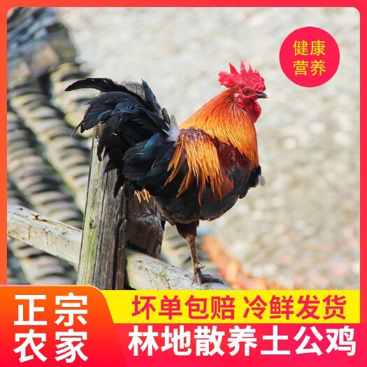 修文县贵州大山深处放养土公鸡，跑山鸡，走地鸡，纯种土鸡