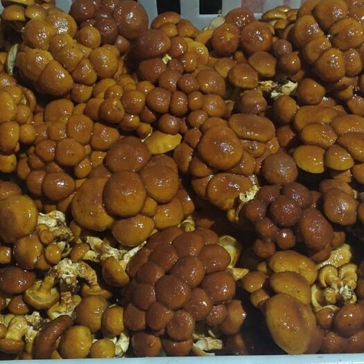 雷山县 滑子菇鲜品