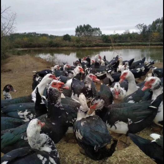 昆明云南正宗大种火鸭苗，成品13斤，包打疫苗，成活率高，厂家直销