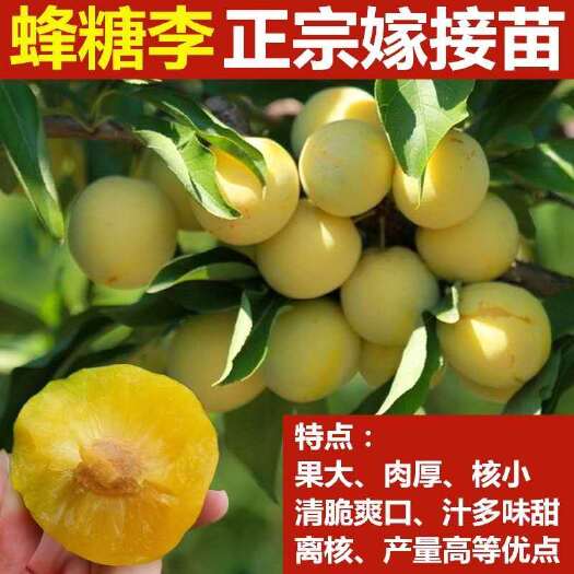 平邑县蜂糖李树苗  临沂热卖 蜂糖李子苗 基地现挖现发保证真苗当年结果量大价优