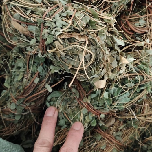 江门鸡骨草