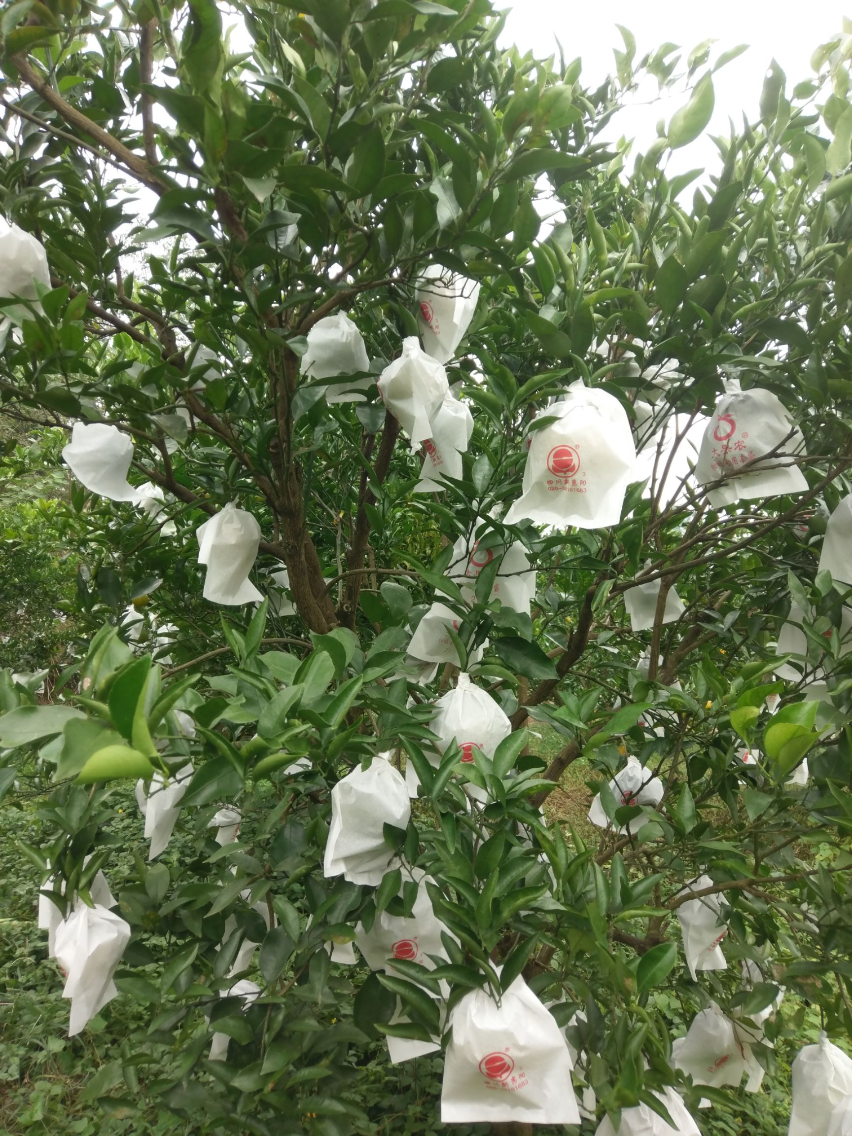  耙耙柑   春见四两以上7.5cm以上