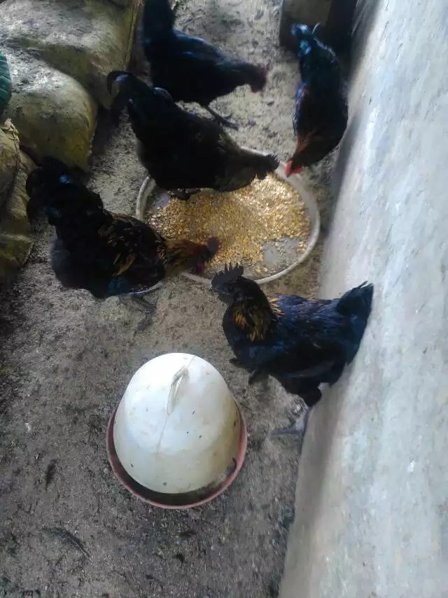 莆田黑肉公鸡，德化黑公鸡，五黑鸡100-200天都有欢迎来电