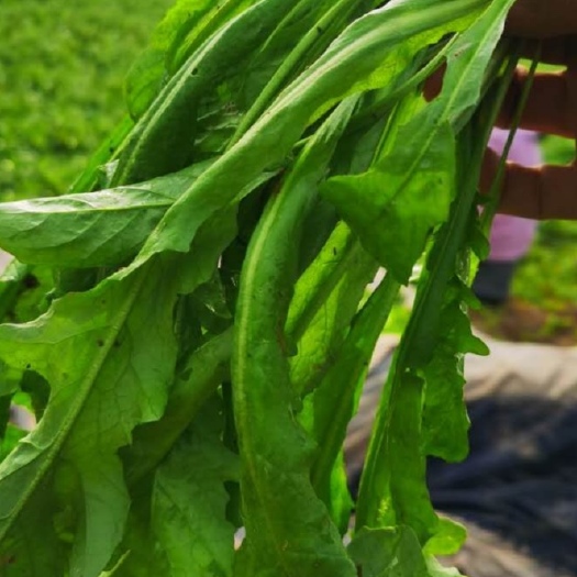 虞城县大叶芥菜  芨芨菜（野菜）鸡毛菜都是它！货非常好！质量最重要