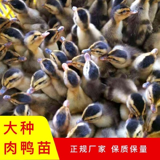 建湖县大品种杂交鸭苗，70天8斤左右，包防疫，成活率高。