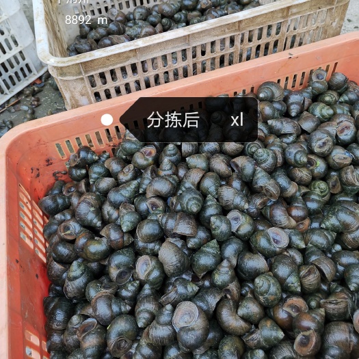 监利市田螺  中螺 中号，厚壳，当天收货当天发，不发库存货
