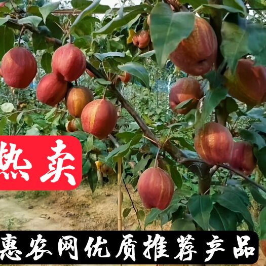 平邑县早酥红梨苗  【有好货】早酥红香梨嫁接苗基地现挖根系好保湿直发