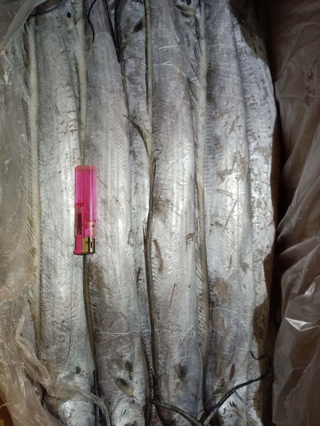 舟山带鱼 舟山小眼睛带鱼，