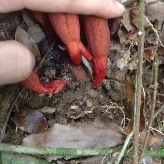 屏山县回春草鲜货预订