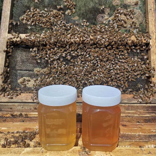 长葛市蜂蜜纯正天然土蜂蜜百花蜜洋槐花蜜枣花蜜农家自产荆条蜜