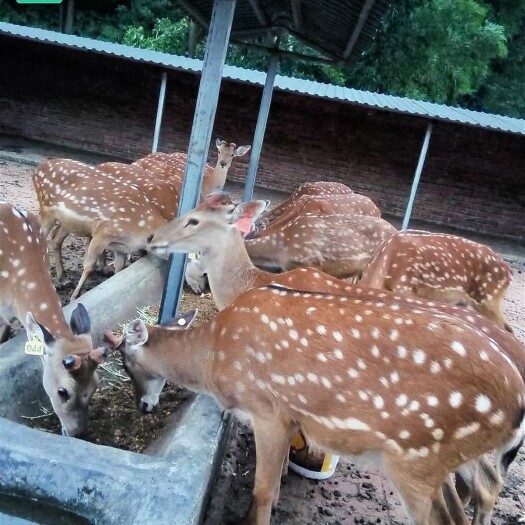 习水县有机肥料  纯鹿粪有机肥。蔬菜、水果、花卉的好肥料不烧根肥效长。无臭