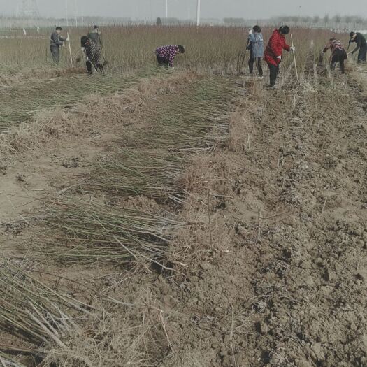 西华县基地直接批发桃树苗。梨树苗。花椒苗。杨树苗。泡桐树