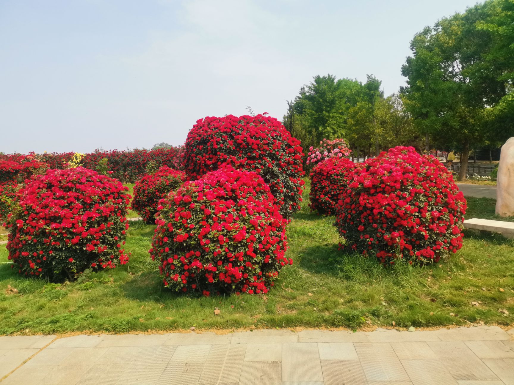 藤本月季  南阳月季基地  十年种植基地  欧月