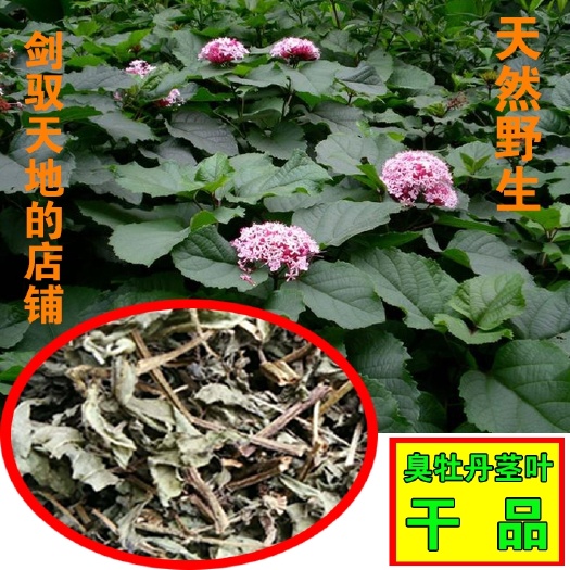 略阳县紫云牡丹  【多买更优惠】秦岭自然生长臭牡丹臭茉莉干茎叶根一