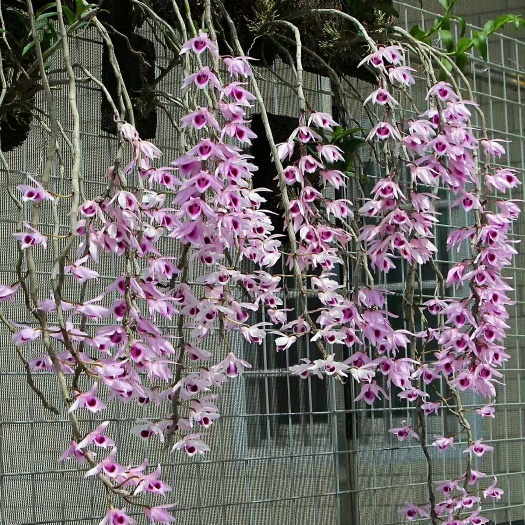 夹江叠鞘石斛  培育的新石斛品种，明年春节后开花