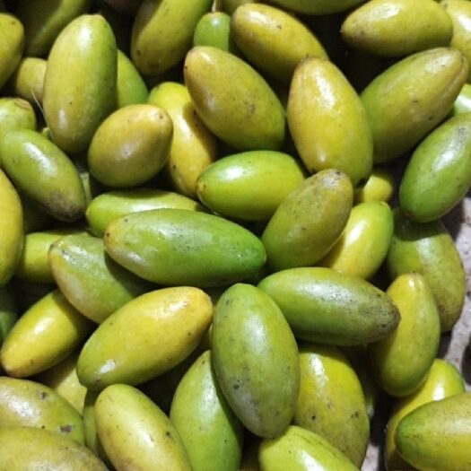合江县青榄 橄榄是天然生成无农药，清热