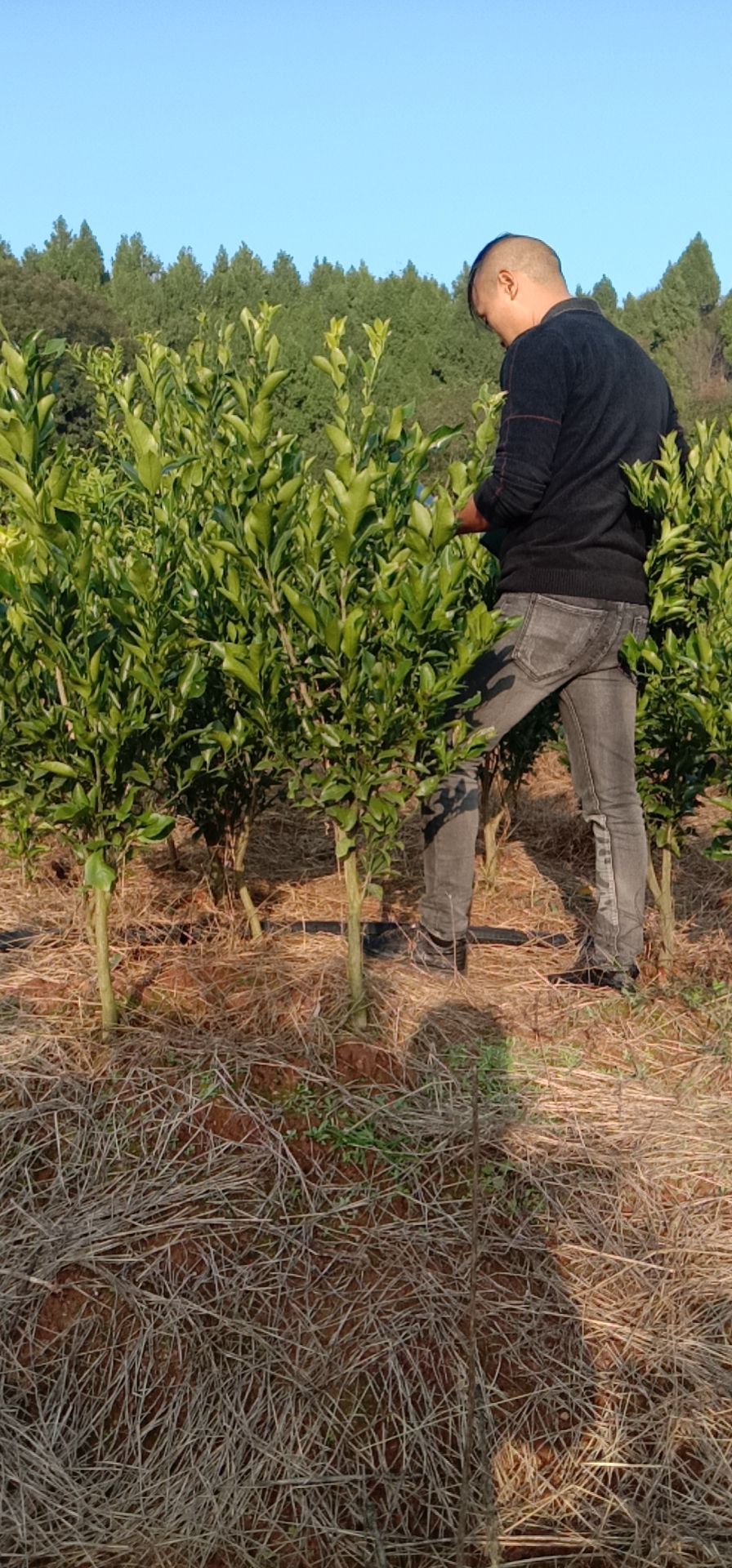 甘平柑橘的種植方法和管理技術(shù)視頻(浙江甘平柑橘苗)