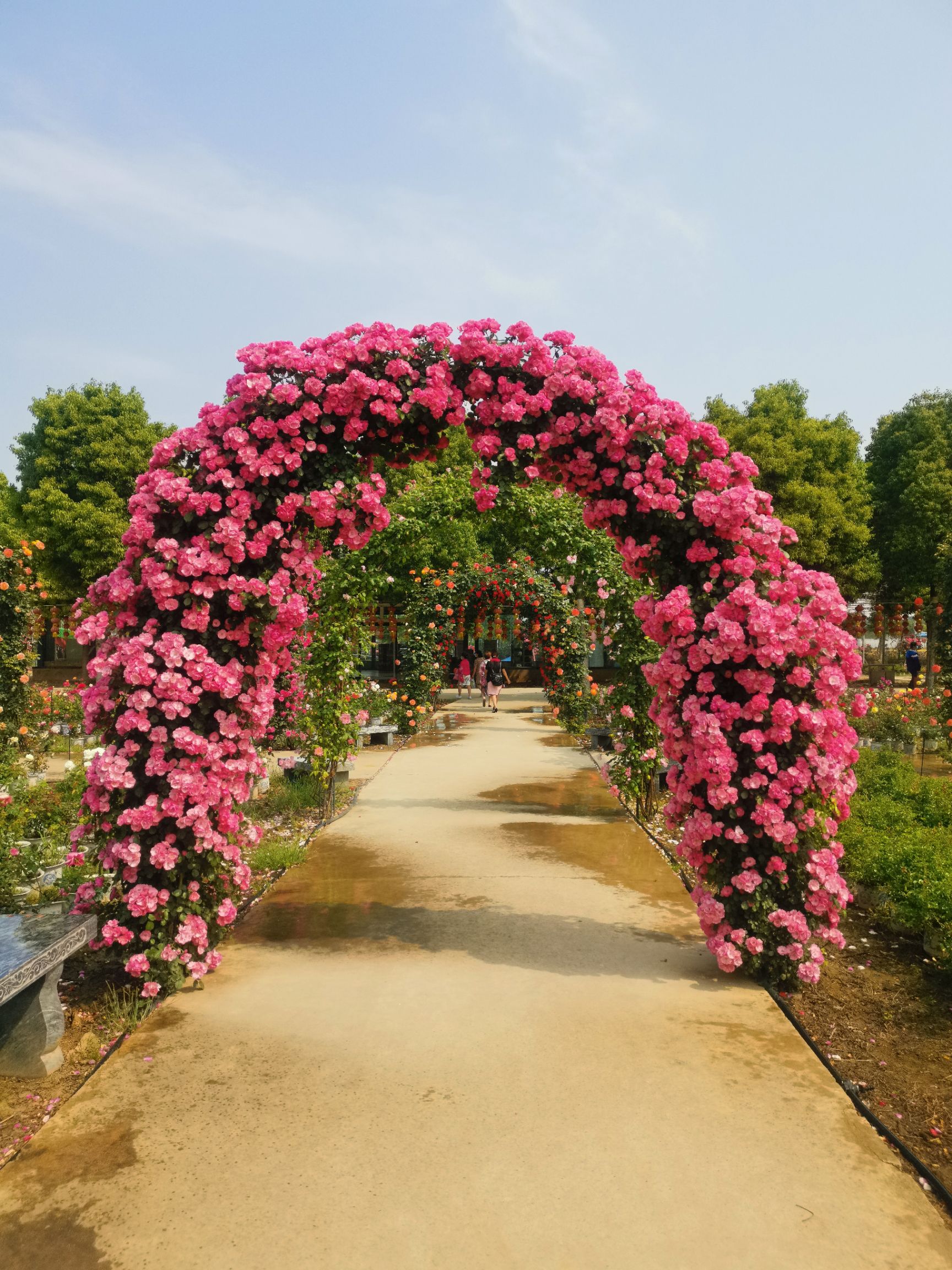 藤本月季  南阳月季基地  十年种植基地  欧月