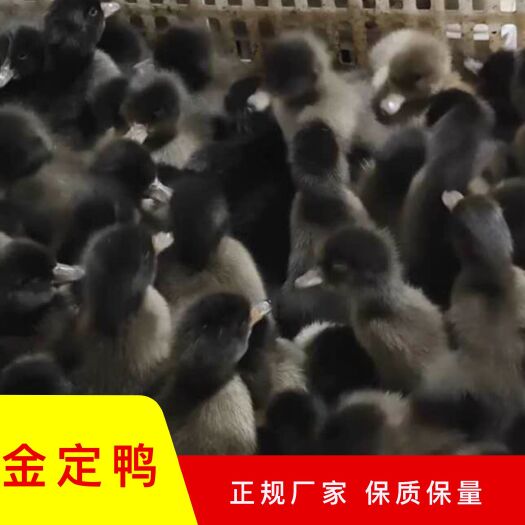 盐城(孵化场直供)黑金定蛋鸭苗年产蛋280枚左右(疫苗齐全)