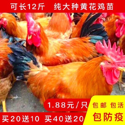 建湖县(孵化基地直供)大种三黄鸡苗，农村散养三黄鸡苗(疫苗齐全)