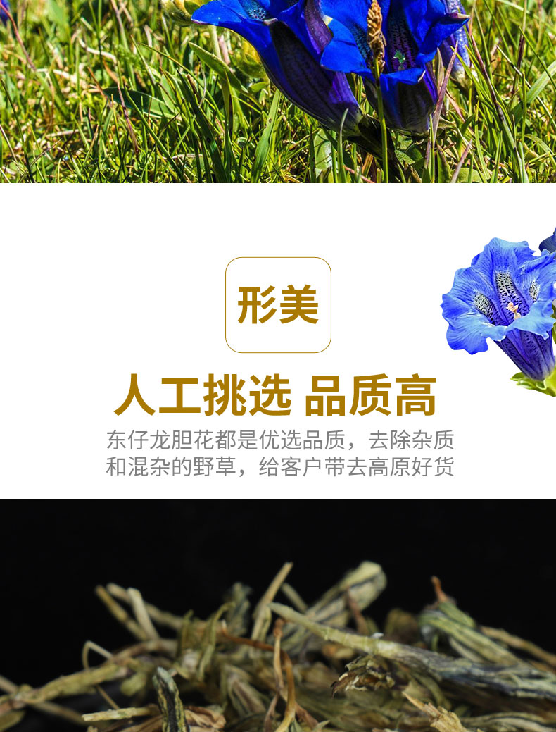  经销批发 西藏龙胆花 花草茶西藏 龙胆花礼品现货 实体店发货