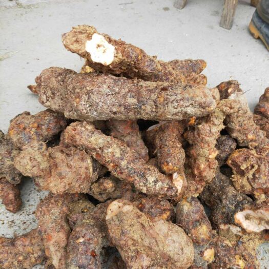 隆回县甘甜粉质肇庆土茯苓