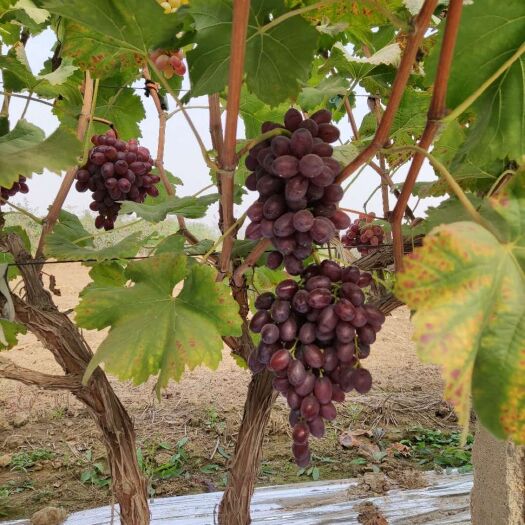 渭南 自家种植无籽克伦生葡萄成熟
