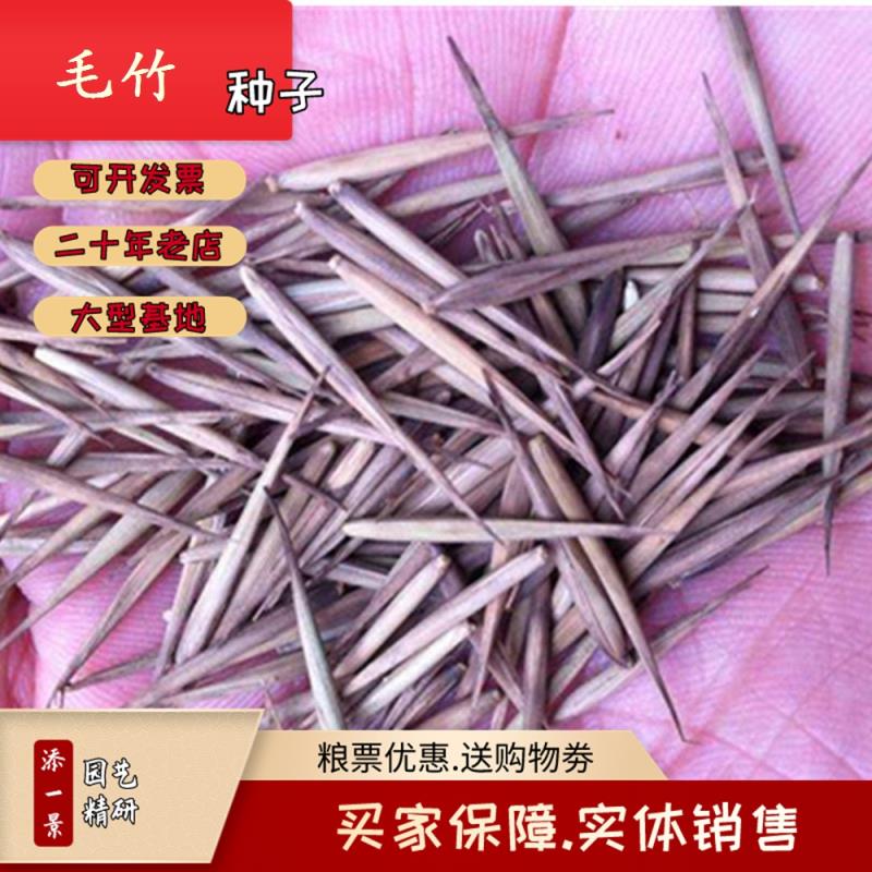 沭阳县毛竹种子  竹子种子 毛竹树种子 紫色竹子 紫竹种子 楠竹