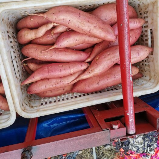 雄县龙薯九号  自家种植，没有中间商赚差价