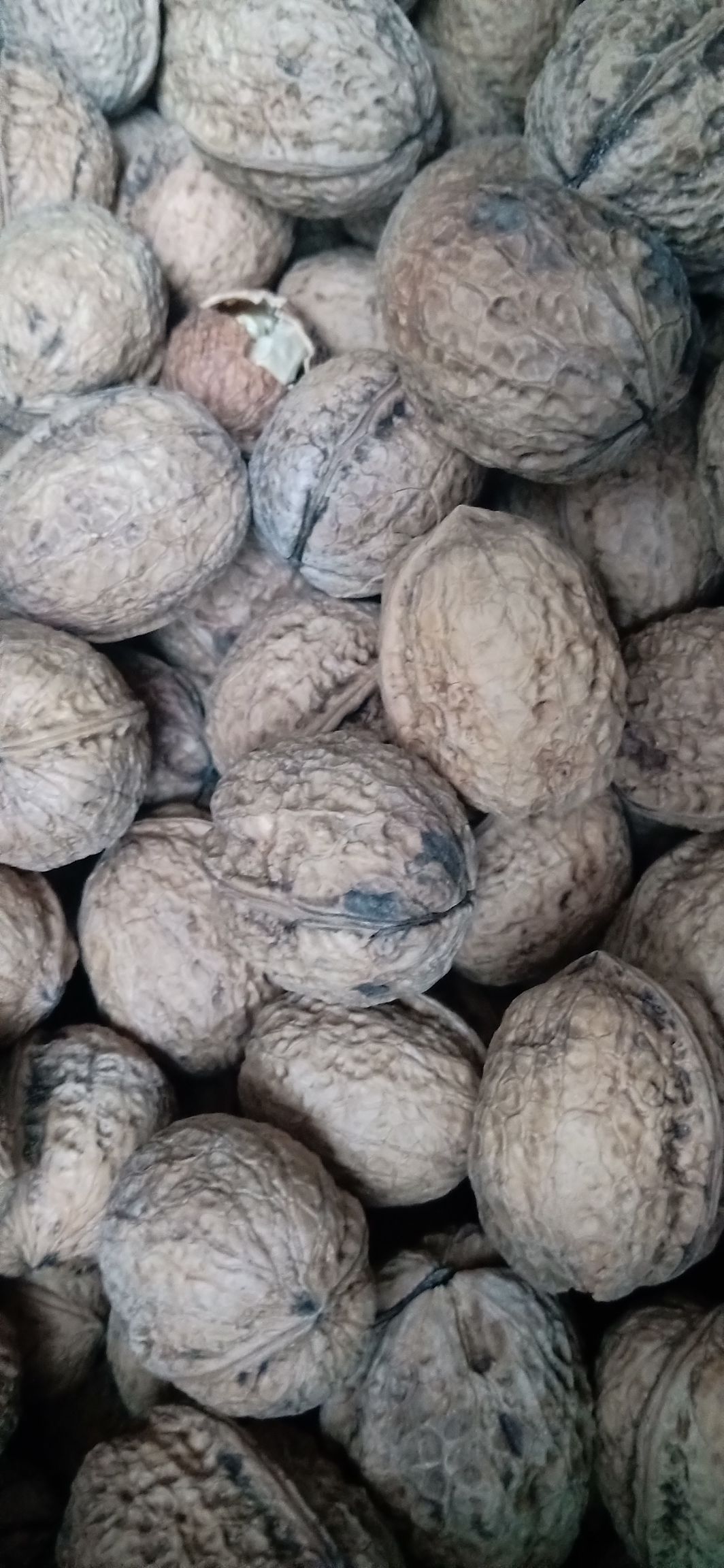 纸皮核桃 秋季是吃核桃的好季节，核桃是个好东西，毋庸置疑，营养丰富又补