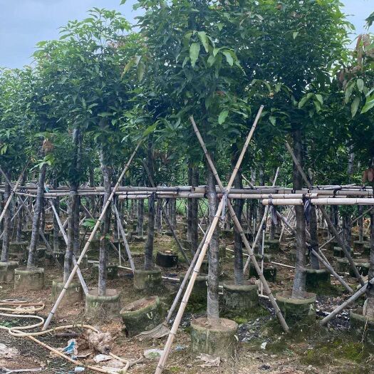 普宁市风景芒果苗 诚信经营 芒果树 3-16公分