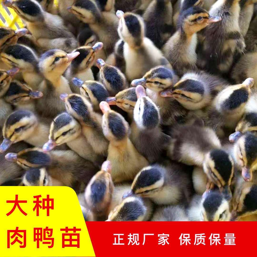 麻鸭苗  纯大种杂交鸭苗，可分公母满1000送20只
