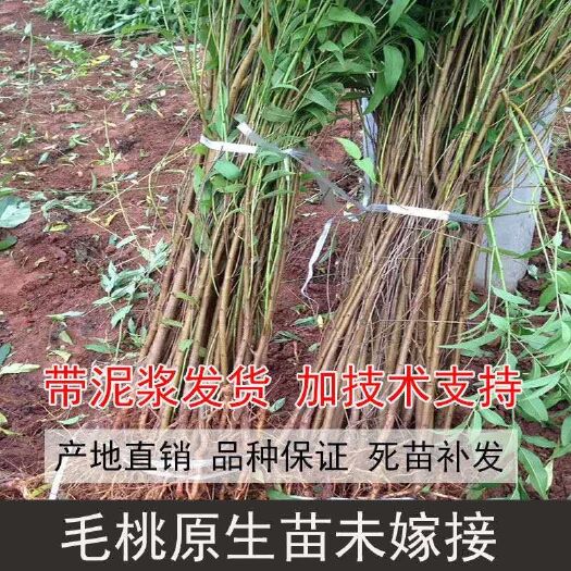 平邑县占地毛桃苗 实生毛桃苗 大量出售基地直发
