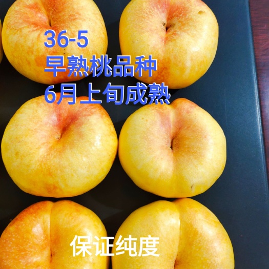 寿光市36-5油蟠桃苗，早熟油潘新品种，早熟浓甜，保证纯度