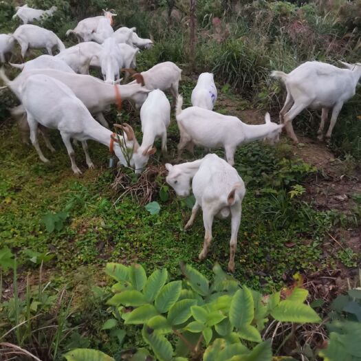 洪江市奶山羊  白山羊