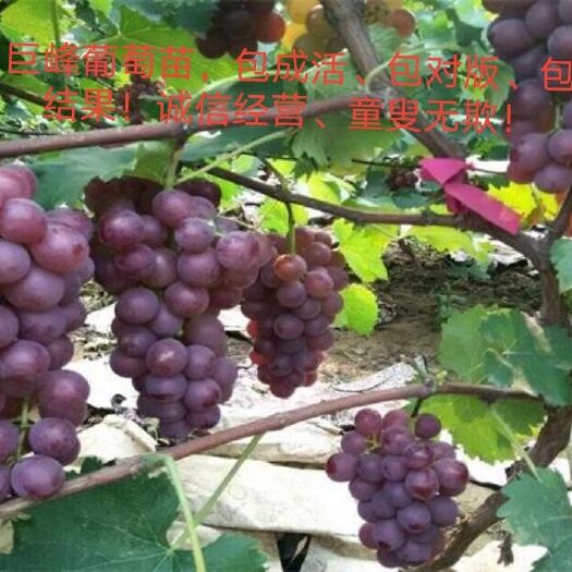 平邑县巨峰葡萄苗，包对版，包结果！